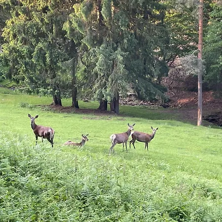 Harzer Am Kurpark Hotel