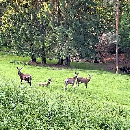 Harzer Am Kurpark 3*