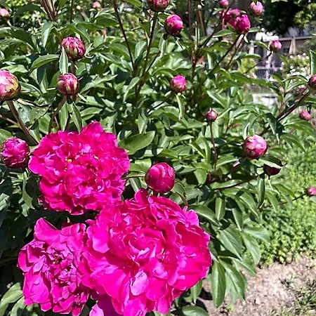 Harzer Am Kurpark 3*
